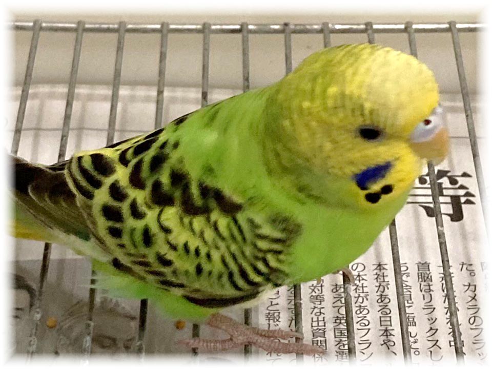 クリックで画像を表示