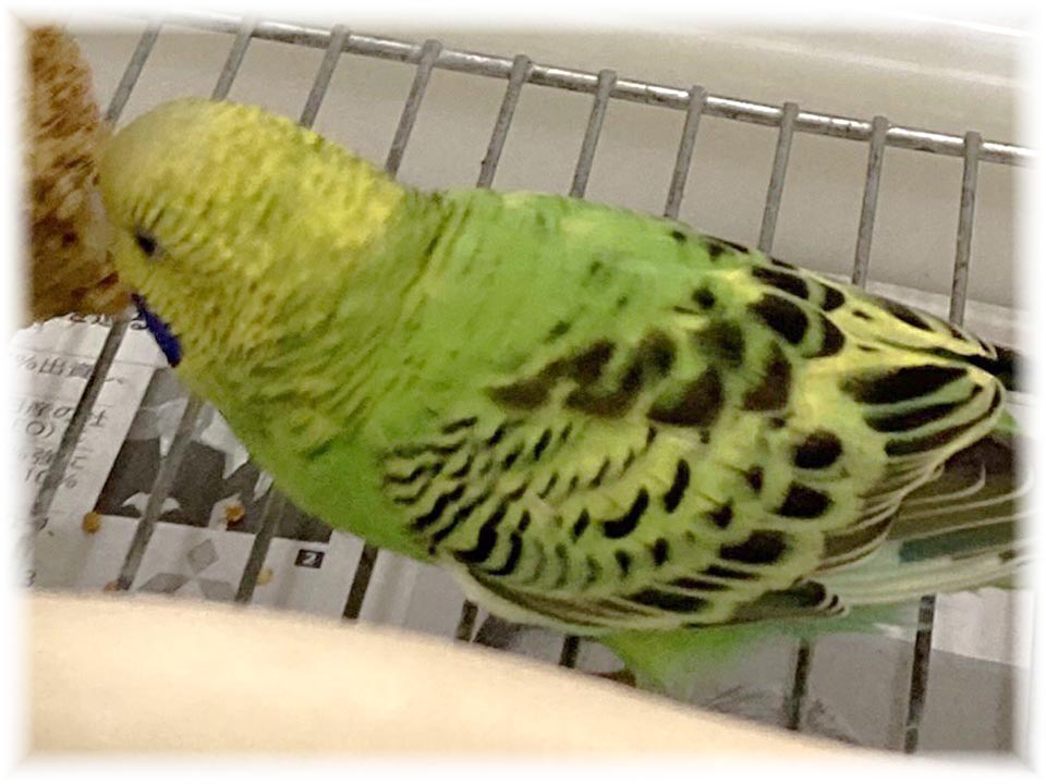 クリックで画像を表示