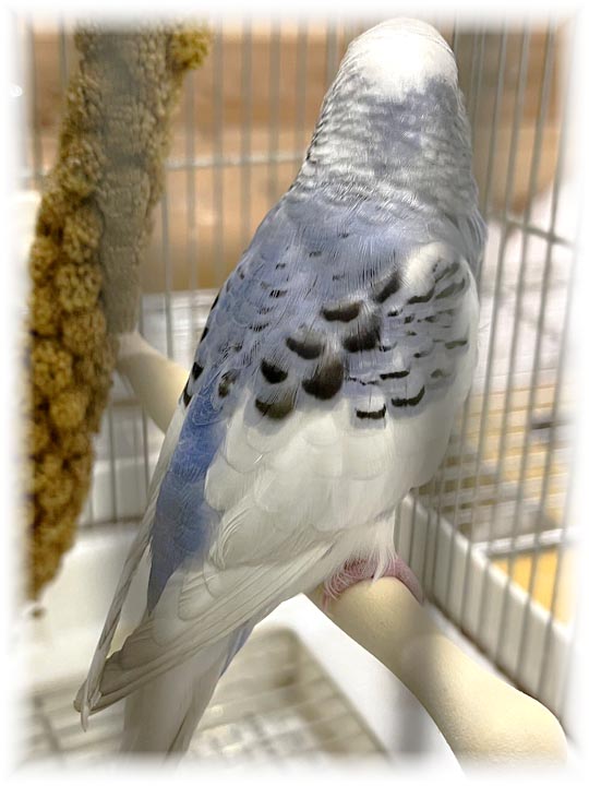 クリックで画像を表示