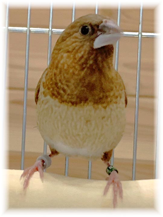 クリックで画像を表示