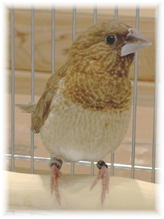 クリックで画像を表示