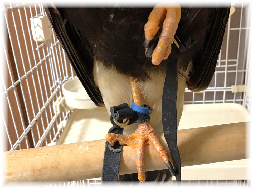 クリックで画像を表示