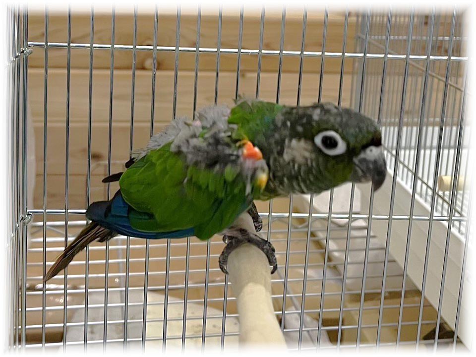 クリックで画像を表示