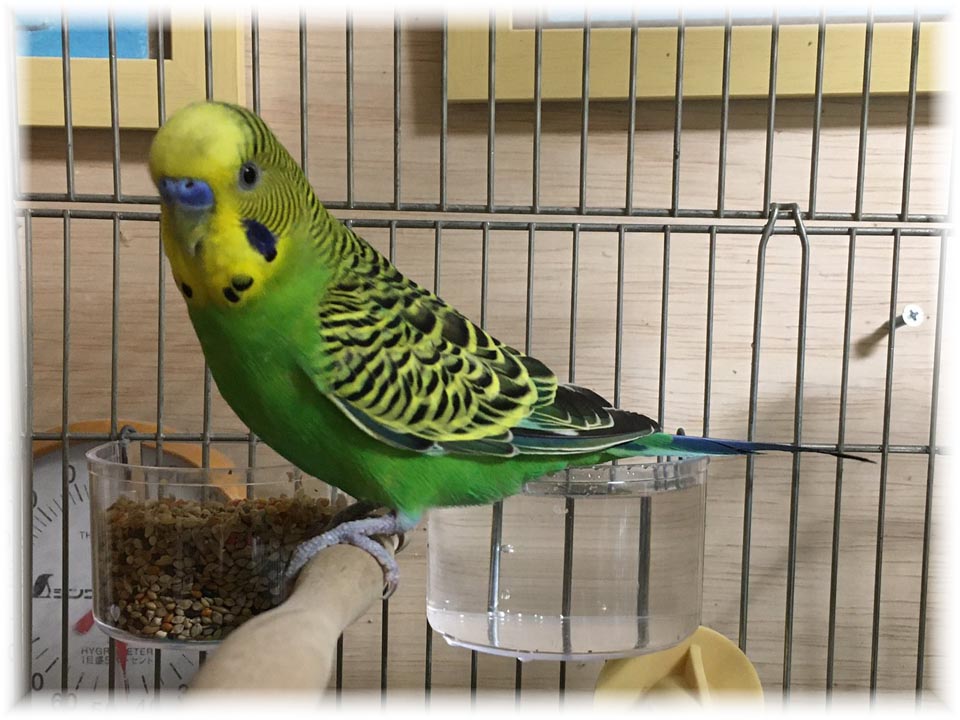 クリックで画像を表示