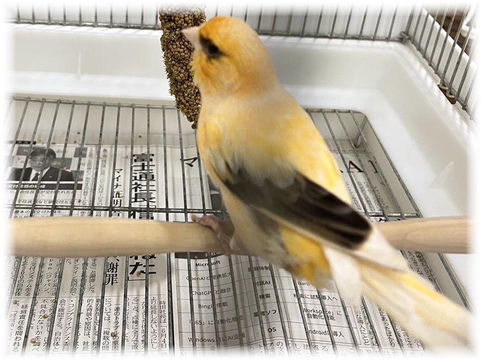 クリックで画像を表示