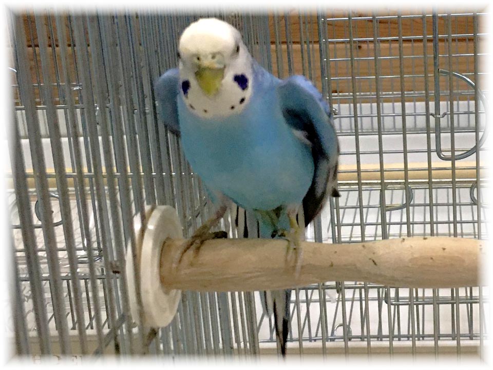 クリックで画像を表示