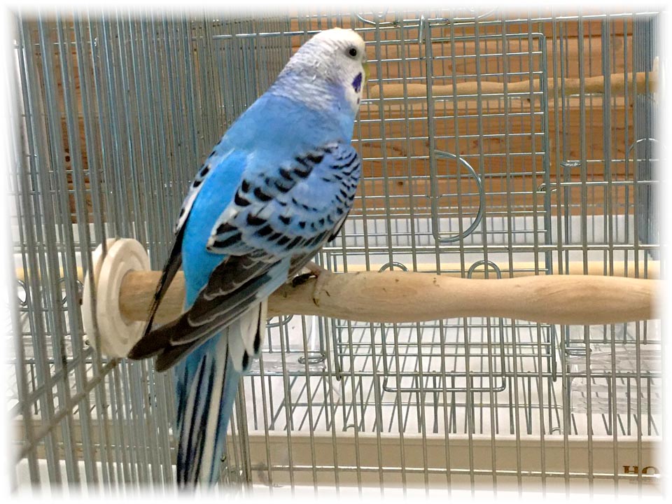 クリックで画像を表示