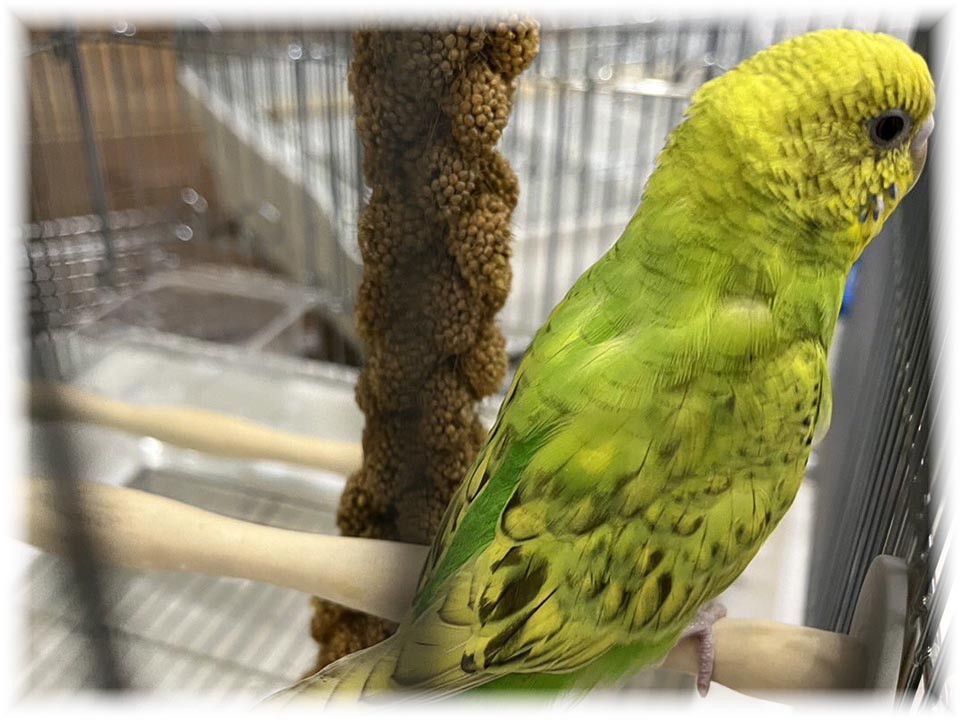 クリックで画像を表示