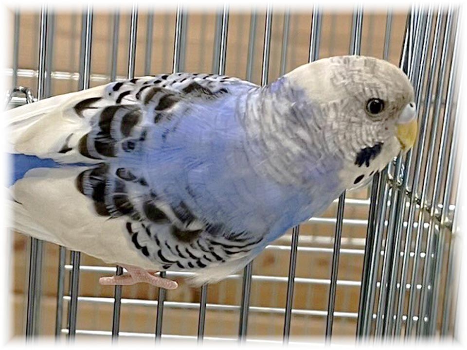 クリックで画像を表示