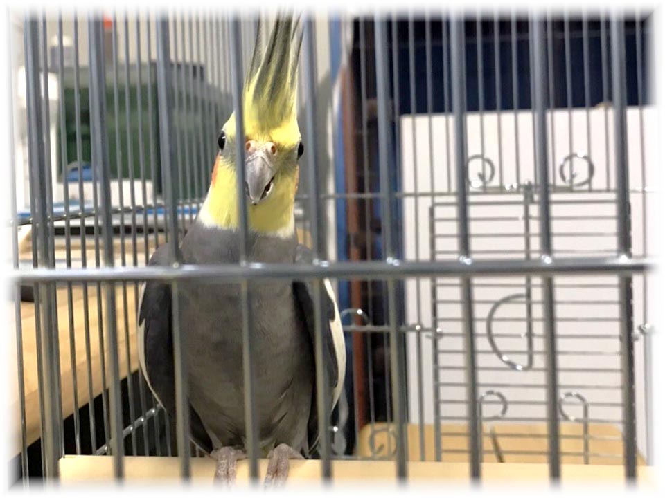 クリックで画像を表示