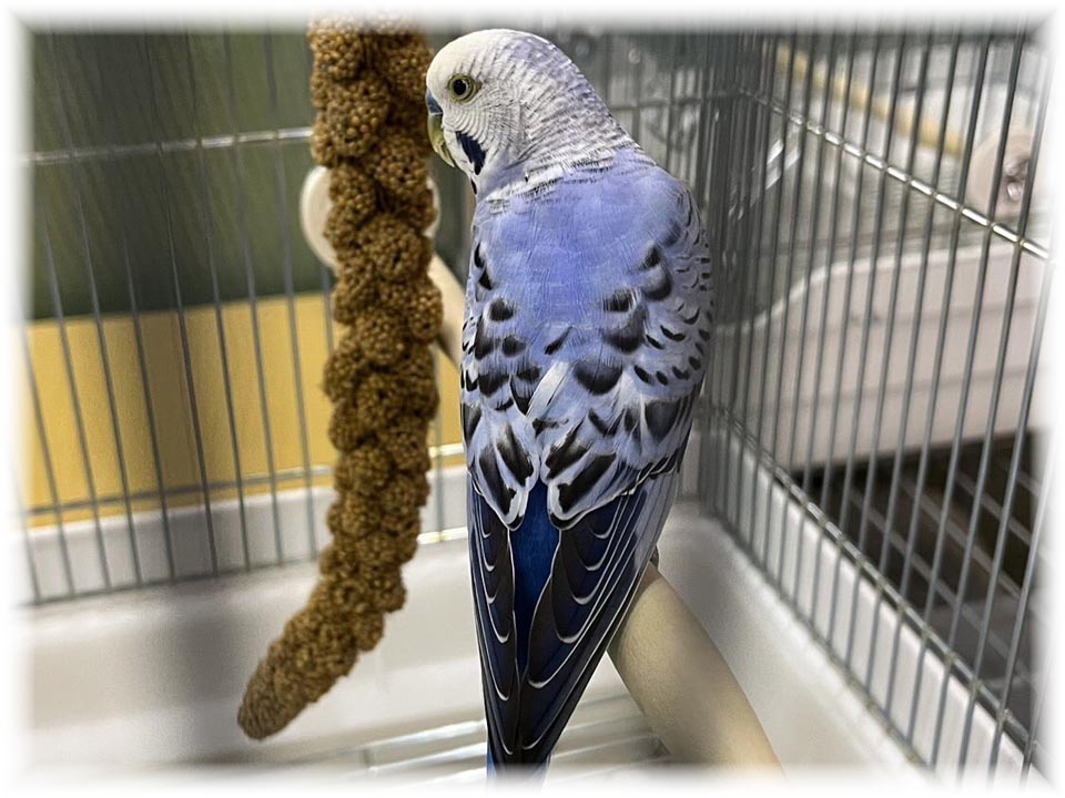 クリックで画像を表示