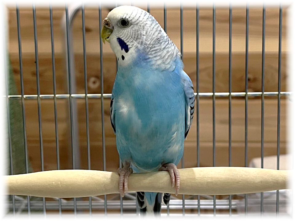 クリックで画像を表示