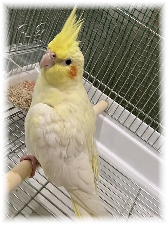 クリックで画像を表示