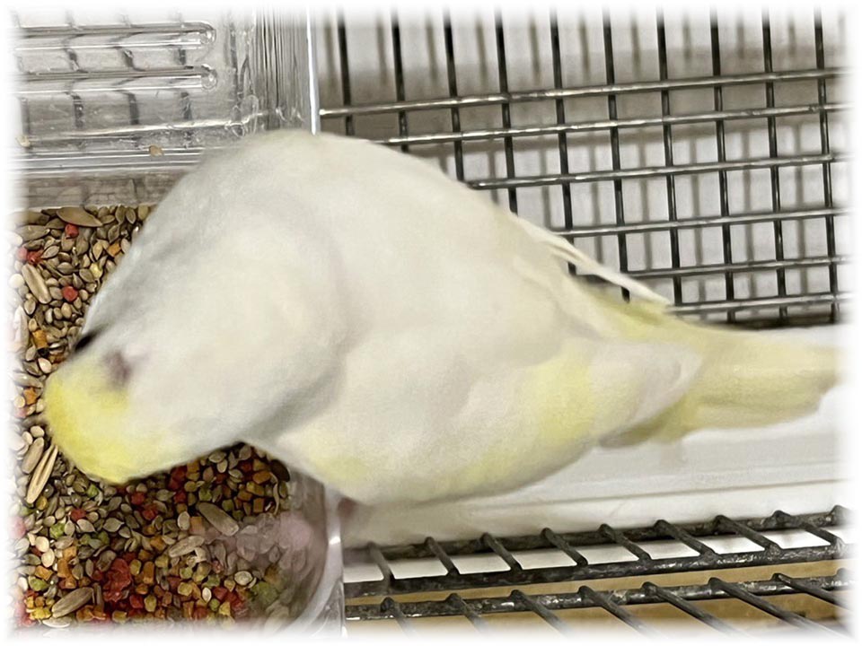 クリックで画像を表示