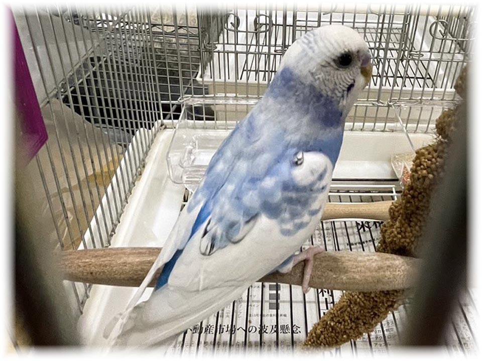 クリックで画像を表示