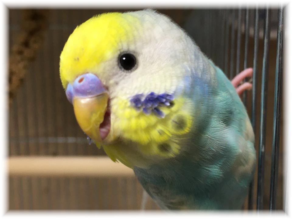 クリックで画像を表示