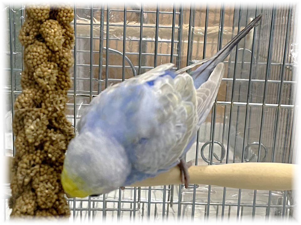 クリックで画像を表示