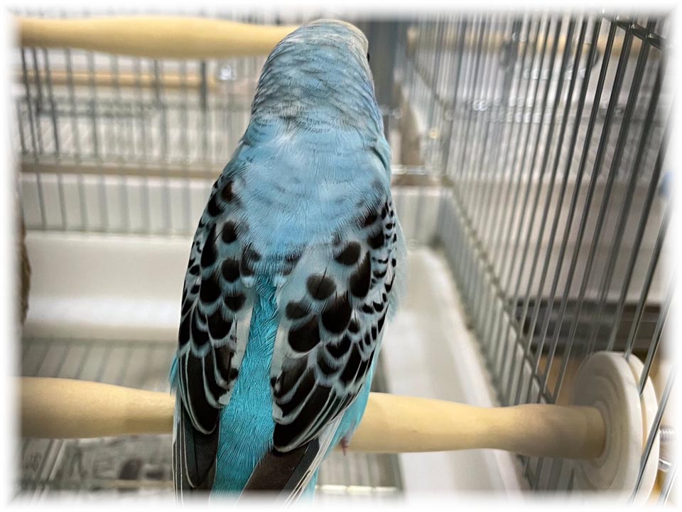 クリックで画像を表示