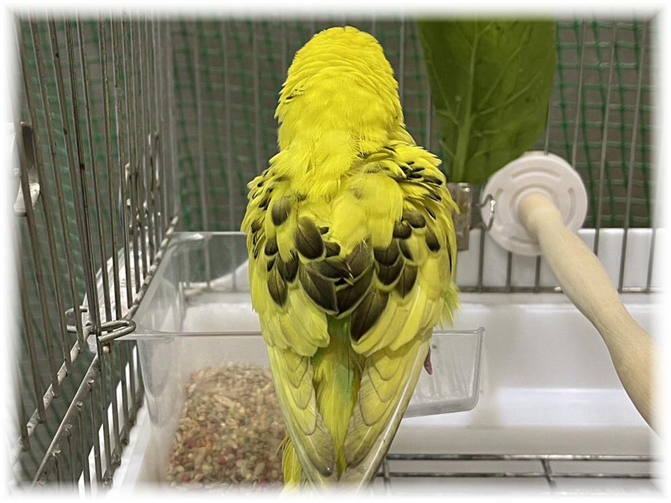 クリックで画像を表示