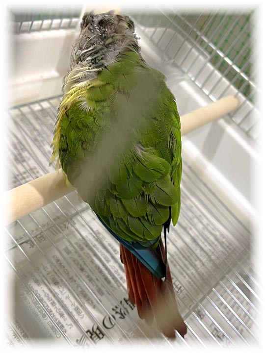 クリックで画像を表示