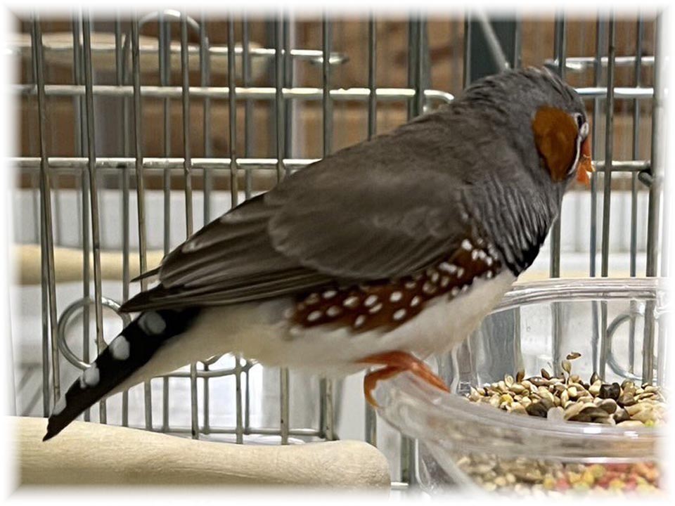 クリックで画像を表示