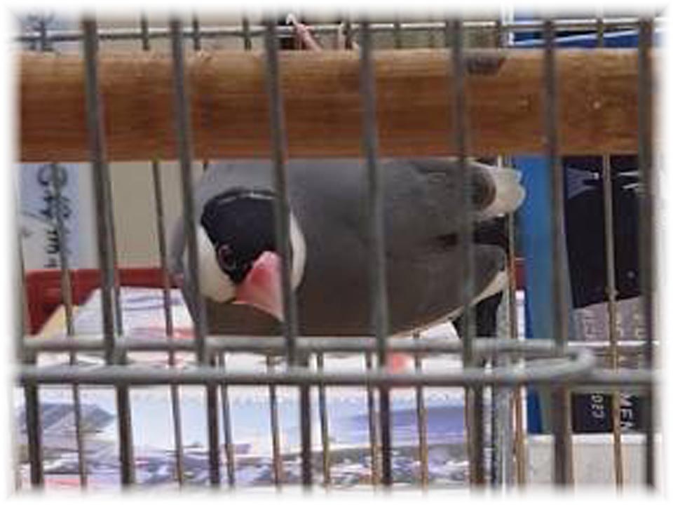 クリックで画像を表示