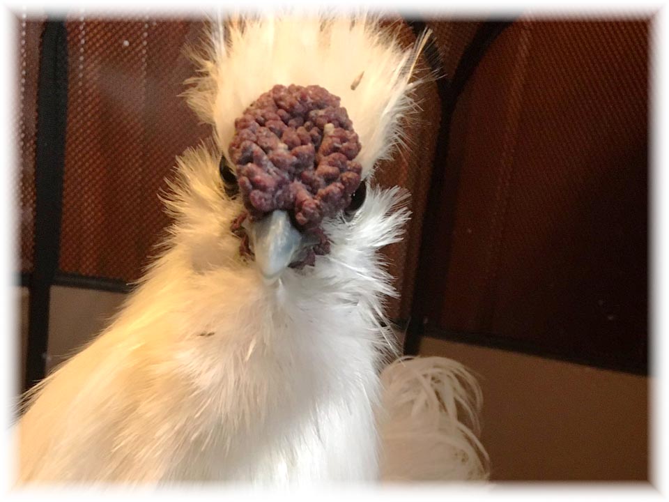 クリックで画像を表示