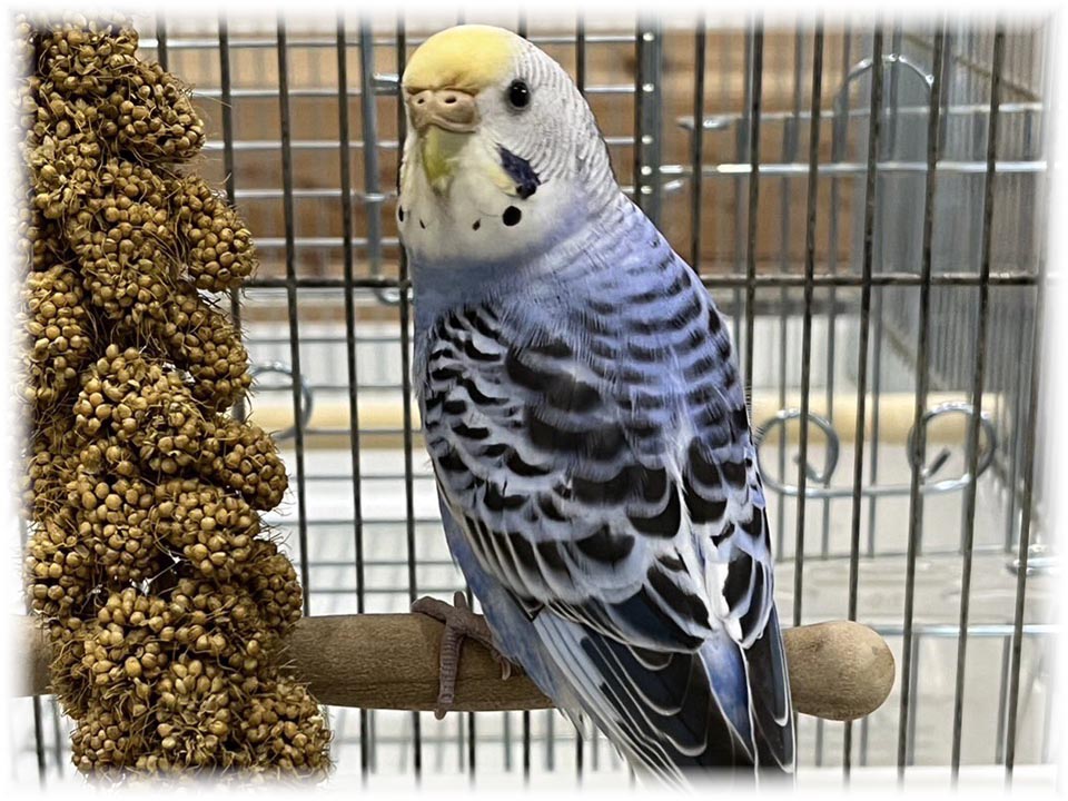 クリックで画像を表示