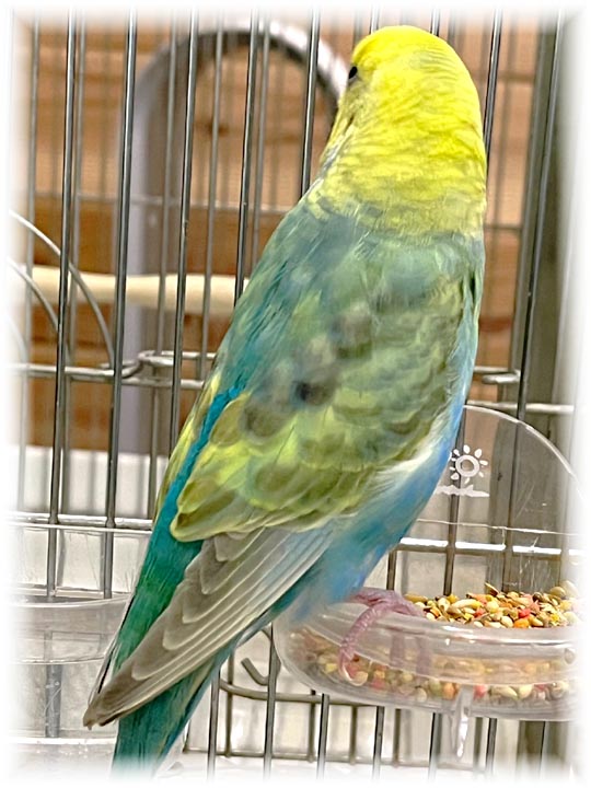 クリックで画像を表示