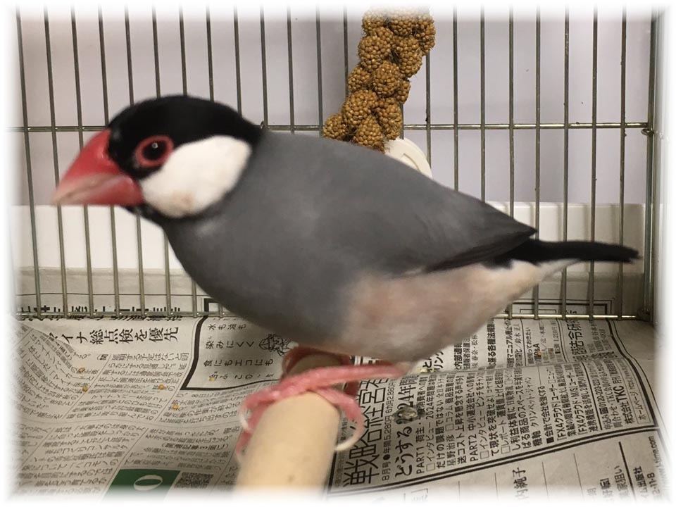 クリックで画像を表示