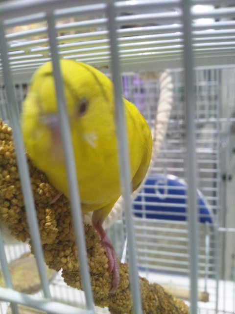 クリックで画像を表示