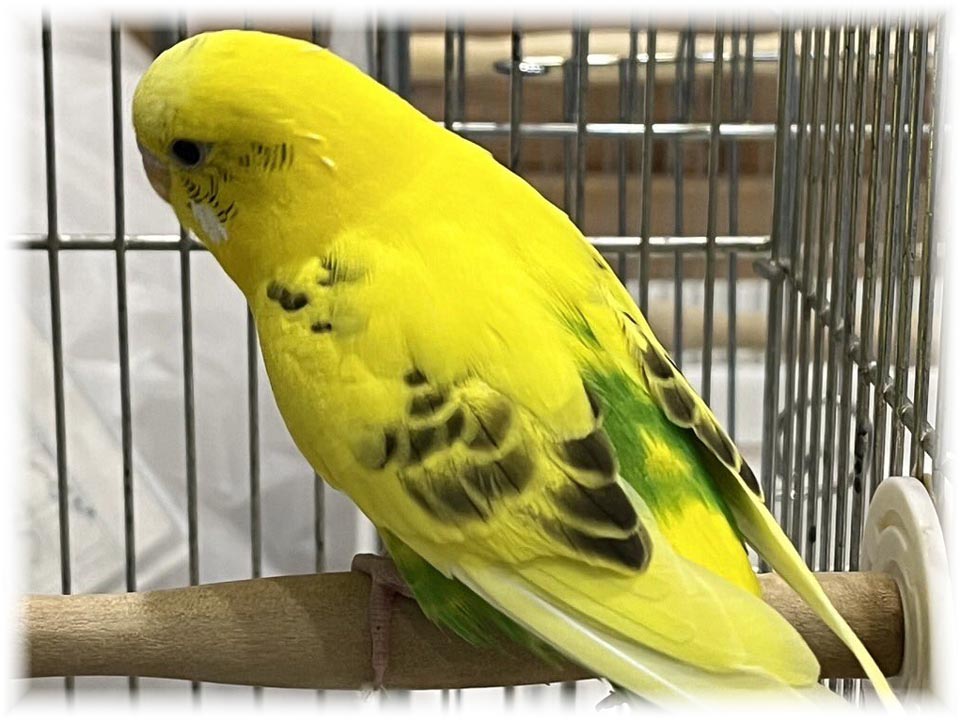 クリックで画像を表示