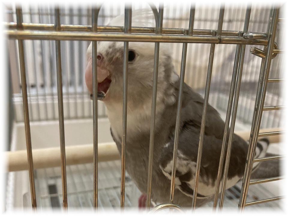 クリックで画像を表示