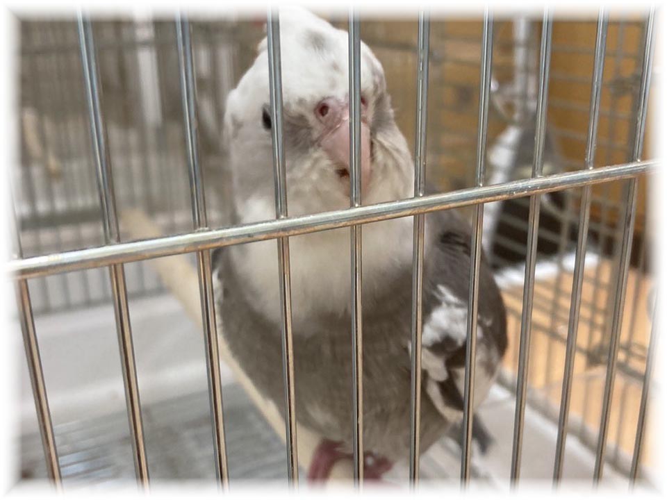 クリックで画像を表示