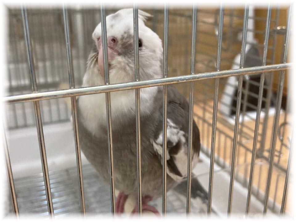 クリックで画像を表示