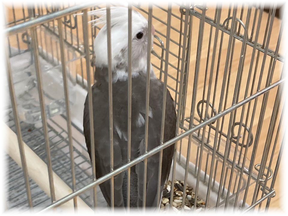 クリックで画像を表示