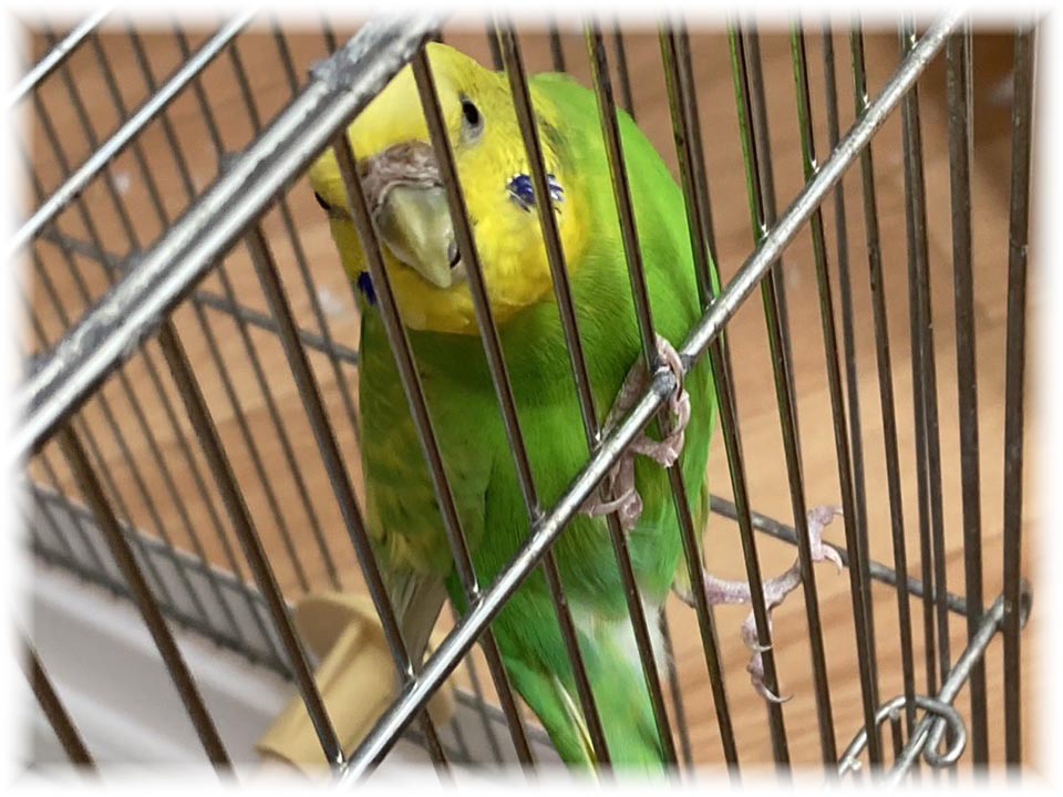 クリックで画像を表示