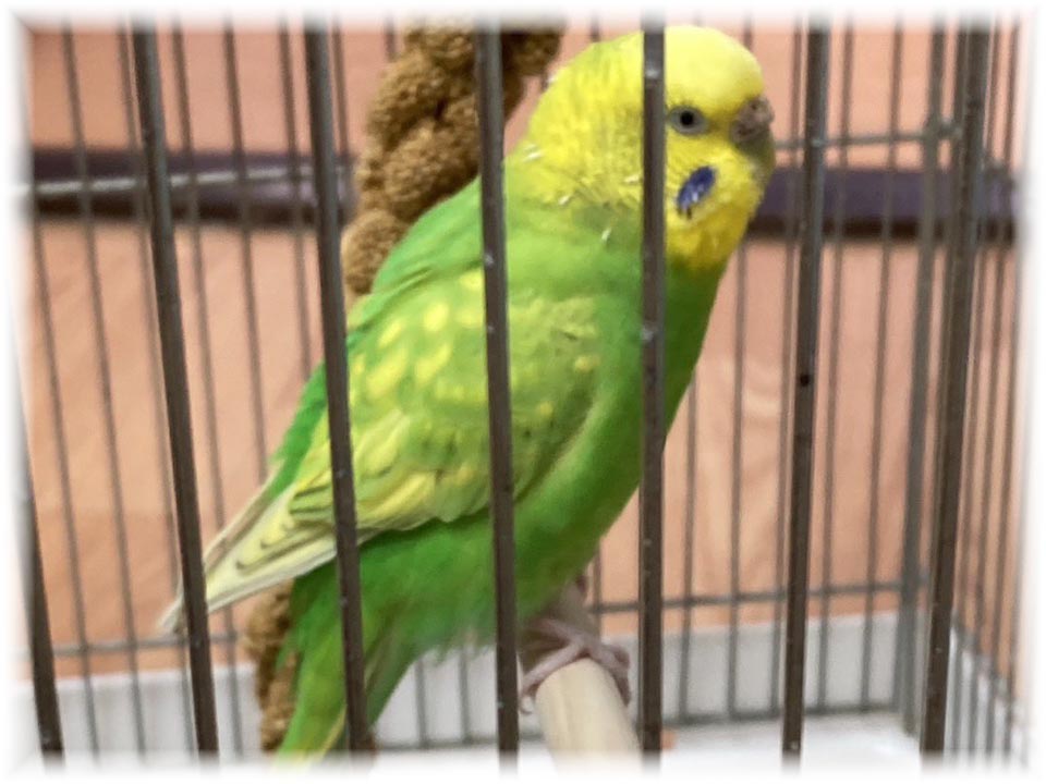 クリックで画像を表示