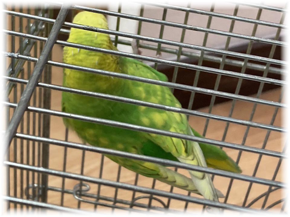 クリックで画像を表示