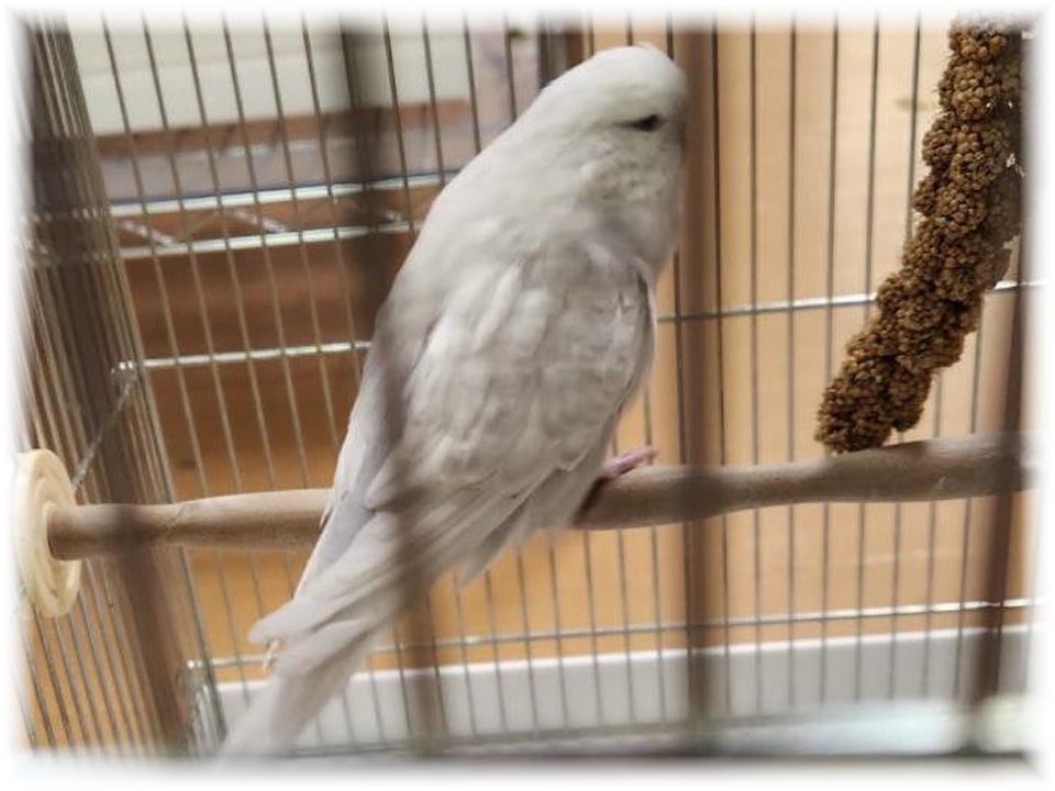 クリックで画像を表示