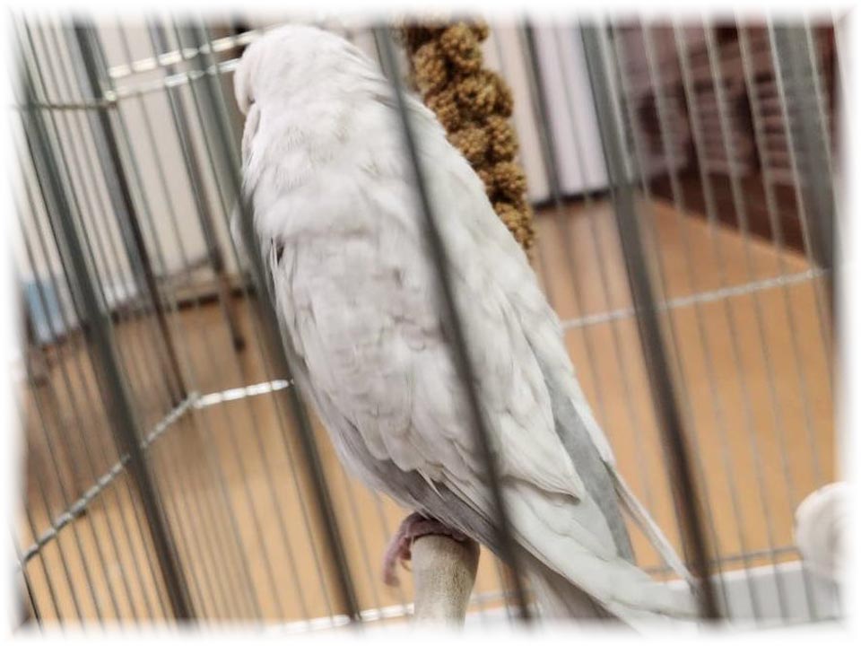 クリックで画像を表示