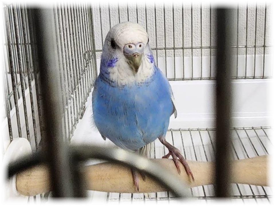 クリックで画像を表示