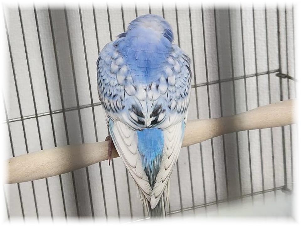 クリックで画像を表示