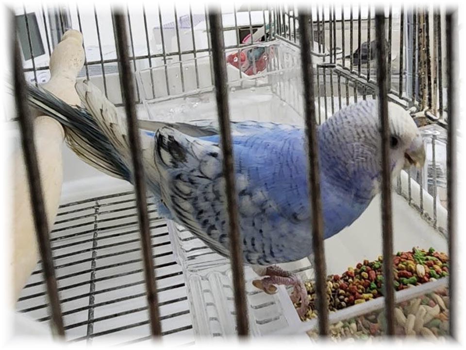 クリックで画像を表示