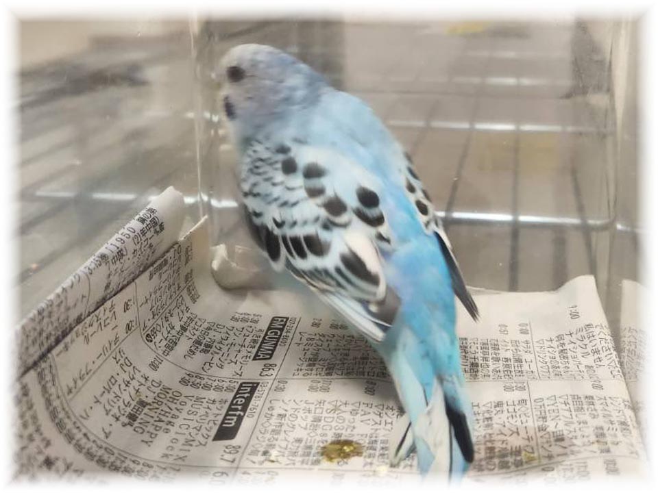 クリックで画像を表示