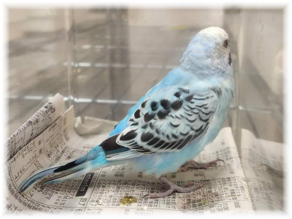 クリックで画像を表示