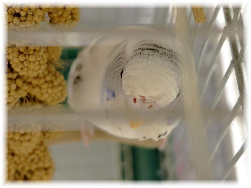 クリックで画像を表示