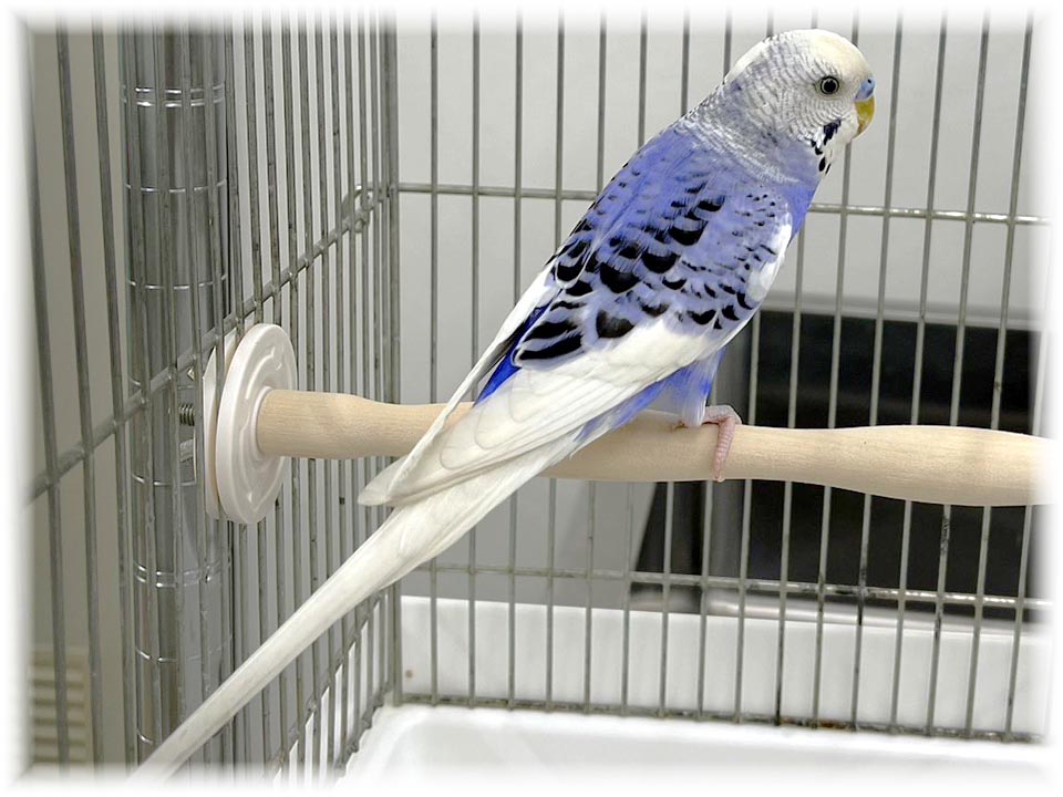 クリックで画像を表示