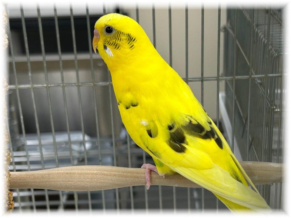 クリックで画像を表示