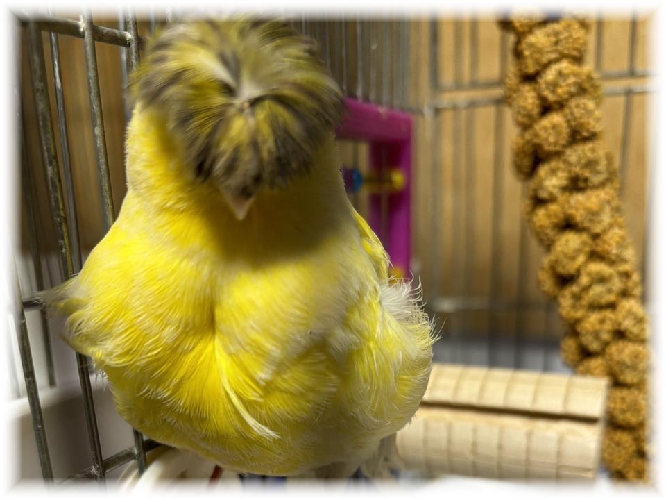 クリックで画像を表示